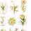 Blumenaufkleber Set 30 Stück Journaling 3