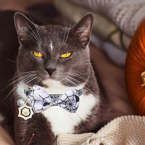 Halloween Cat Collar with Quick Release Bow and Bell 1