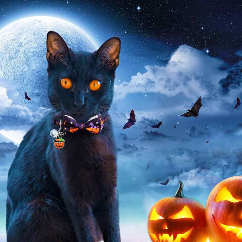 Halloween Cat Collar with Quick Release Bow and Bell 2