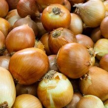 Carbeth Plants - Onion Sets Corrado 100 x Vegetable Bulbs - 500g Yellow