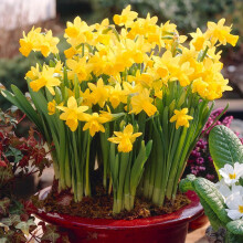 YouGarden Tete a Tete Daffodil Bulbs, Dwarf Daffodil, Set of 25 Narcissus Bulbs,