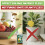 Fruit Fly Trap Paper Catcher - Instantly Attracts (4) 8
