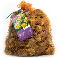 Mixed Variety Daffodil Bulbs 5kg – Large Sack of Mixed Daffodils – Plant in UK Outdoor Autumn Gardens Now, Borders & Flowerbeds – by Jamieson Br