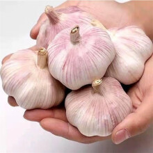5X Fresh Purple Wight Garlic Bulbs for Planting Autumn and Spring, Premium Quali