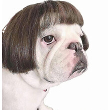 Peluca divertida de perro y gato para cosplay, para Halloween, Navidad, fiestas, festivales, pelucas para perros