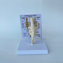 Kniemodell Von Hunden, Anatomisches Modell Des Hundegelenks, Hundeskelettmodell, Tierskelett, Anatomie, Medizinisches Wissenschaftsgeschenk