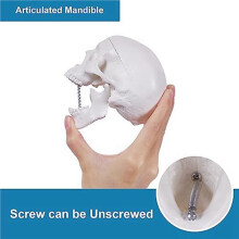 6X Human Skull Model, 3 Parts Anatomical Skull Model with Removable Skull Cap and Articulated Mandible