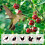 (1, B) 4x6m Fine Mesh Bird Net Garden Fruit Tree Protection Net Green Durable 3