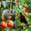 (1, A) 4x6m Fine Mesh Bird Net Garden Fruit Tree Protection Net Green Durable 5