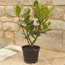 Herb Plant, Kitchen Bay Laurel, Evergreen Aromatic Leaves, RHS, 1 x 12cm Pot