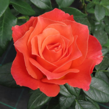 Rose 'To Absent Friends', Gift Wrapped Established Plant (4L pot)