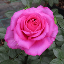 Gift Rose, Fab at 70 Floribunda, Fragrant Pink Blooms, Birthday, 1 x 4L Pot