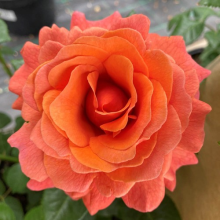 Rose 'Happy Birthday Orange', Gift Wrapped Rose in 4 Litre Pot