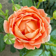 Gift Wrapped Rose 'Jane Austen' in a 4L Pot