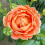 Gift Wrapped Rose 'Jane Austen' in a 4L Pot 1