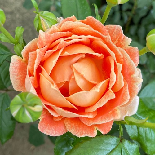 Gift Wrapped Rose 'Jane Austen' in a 4L Pot