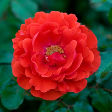 Harkness Roses, Remembrance, Red Garden Rose, Gift Wrapped, 4L Potted