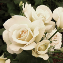 Gift Rose, Friendship Rose, Hybrid Tea, Gift Wrapped, Fragrant, 4L Pot