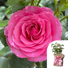 Mothers Day Gift Rose, Mum One In A Million, Pink Fragrant 4 Litre Pot