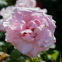Hybrid Tea Rose Julia's Rose Gift Wrapped Flowering Bush, 4 Litre Pot