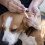 200 Μακριές Μπατονέτες για Σκύλους και Γάτες, για Καθαρισμό Αυτιών και Δοντιών 2