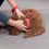 (Red,M)Pet Products Dog Led Light Collar Convenient And Practical Monochrome Polyester 4