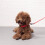 (Green,L)Pet Products Dog Led Light Collar Convenient And Practical Monochrome Polyester 6