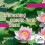 Glade Glade Plug In Refill, Relaxing Zen, 6x20ml 3