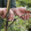 60X Branch Spreaders Plant Stem Traine Fruit Tree Branch Puller Tying Machine Farm Tools New Plum Tree Open Angle Pull 1