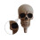 Skull Shape Wall Hanger Halloween Hook for Home Use 1Pcs Beige Resin Hook 5