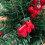 HOUTEN HANGERS / KERSTBALLEN 30 st 6