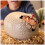 Primal Hatch Jurassic World Interactive Toy Dinosaur  Egg Hatch  Train your 2