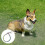 Strong Nylon Dog Obedience Training Strap 1Pcs Rope 3