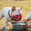 Large Dog Breathable Mesh Muzzle with Adjustable Nylon Strap Comfortable Mouth Guard 3
