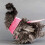 Comfortable Chicken Training Harness with Leash and Hen Vest Set 4