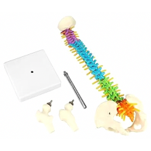 Flexibel model van de menselijke wervelkolom met ruggenmergzenuwen, bekken en dijen, anatomisch lesmateriaal voor medisch onderwijs, 45 cm