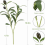 12 Pack Artificial Olive Branches 30 cm, Faux Green Olive Tree Stems for Home Office Wedding Decor 2