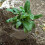 15 Pack Mole Net Underground Wire Baskets for Bulb Planting, Tree Roots, Vegetable Garden 6