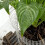 15 Pack Mole Net Underground Wire Baskets for Bulb Planting, Tree Roots, Vegetable Garden 7