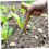 T-Handle Soil Hole Digger, Chrome-Plated Tool for Seedlings, Weeding & Soil Loosening 2