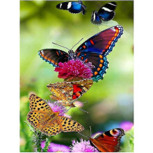 30x40cm Adulte Enfants 5D DIY Diamant Art Peinture Kit - Papillon Color, Plein Diamant Broderie Artisanat, Toile Cristal Strass Peinture Kit pour