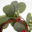 Couronnes de bougies piliers décoratives avec feuillage et baies (2 pièces) 4