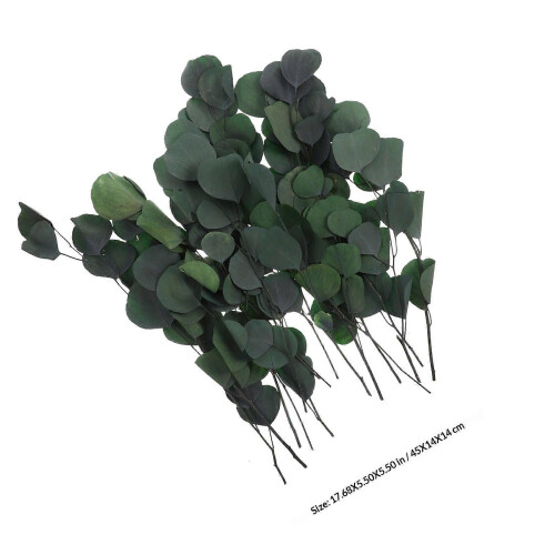 Immortal Eucalyptus Leaves Dried Leaf Bundle for Decoration Vase Filling 1 Bundle 1