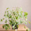 Plants Trellis for Garden Use 3Pcs Wooden Climbing Support Stakes 4