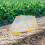 Foldable Garden Plant Protector for Vegetable Growth White Plastic 2