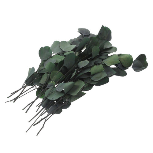 Immortal Eucalyptus Leaves Dried Leaf Bundle for Decoration Vase Filling 1 Bundle 2