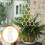 Plants Trellis for Garden Use 3Pcs Wooden Climbing Support Stakes 2