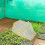 Foldable Garden Plant Protector for Vegetable Growth White Plastic 3