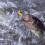 Fishing Lures Simulation Grasshopper Baits for Fishing Use 5Pcs Set 4
