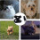 No pull cat cable bundle small dog harness set collar set kittens dog vest cable bundle (s) 2025,z 5